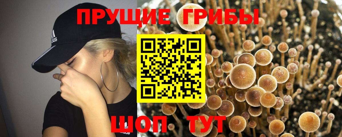 купить наркотики сайты  Галлюциногенные грибы Psilocybe  Бузулук  Вход с VPN  Псилоцибиновые грибы Psilocybine cubensis 