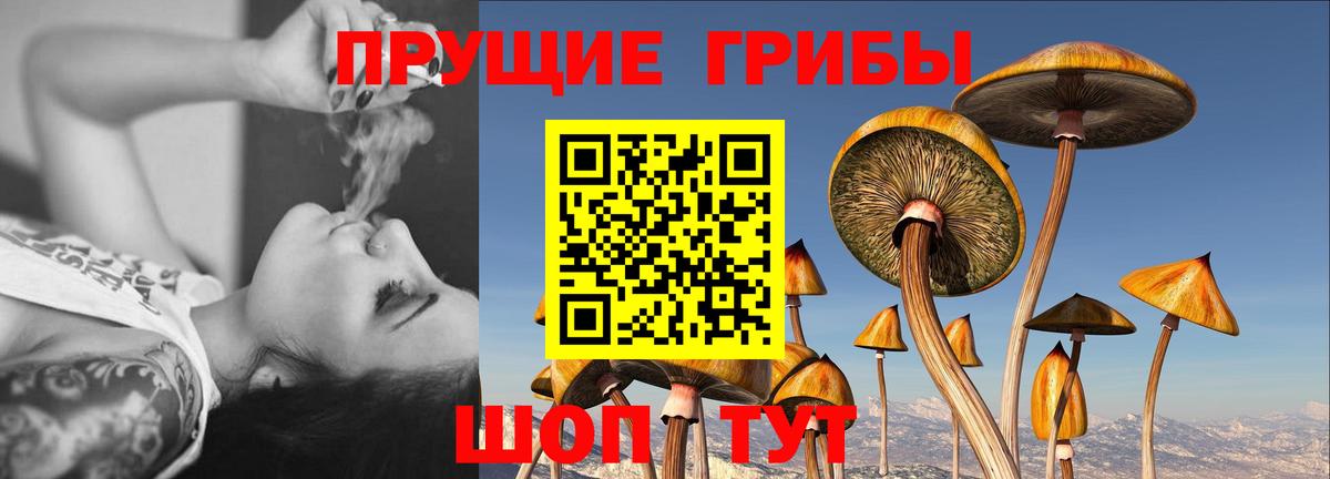 Псилоцибиновые грибы Psilocybe Бузулук
